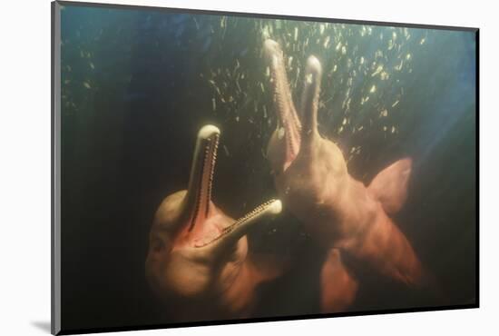 Amazon river dolphins, Amazonas, Brazil-Art Wolfe-Mounted Photographic Print