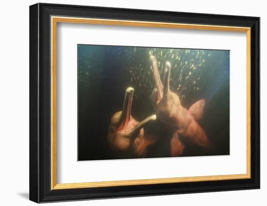 Amazon river dolphins, Amazonas, Brazil-Art Wolfe-Framed Photographic Print