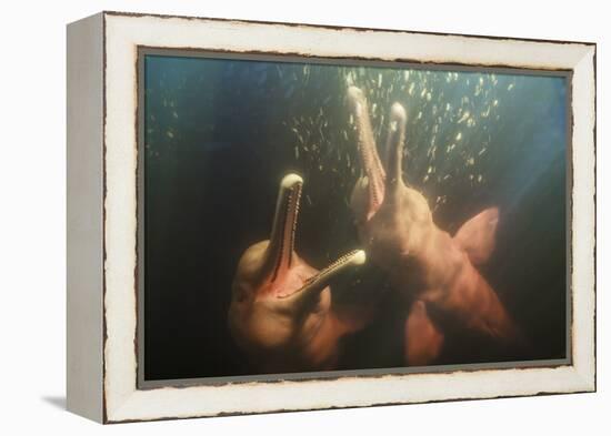 Amazon river dolphins, Amazonas, Brazil-Art Wolfe-Framed Premier Image Canvas