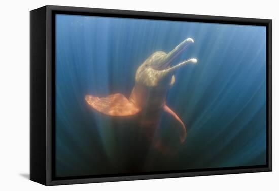 Amazon river dolphins, Amazonas, Brazil-Art Wolfe-Framed Premier Image Canvas