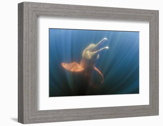 Amazon river dolphins, Amazonas, Brazil-Art Wolfe-Framed Photographic Print