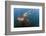 Amazon river dolphins, Amazonas, Brazil-Art Wolfe-Framed Photographic Print