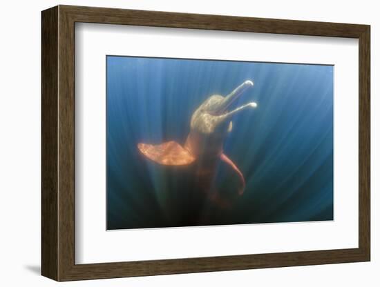 Amazon river dolphins, Amazonas, Brazil-Art Wolfe-Framed Photographic Print