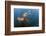 Amazon river dolphins, Amazonas, Brazil-Art Wolfe-Framed Photographic Print