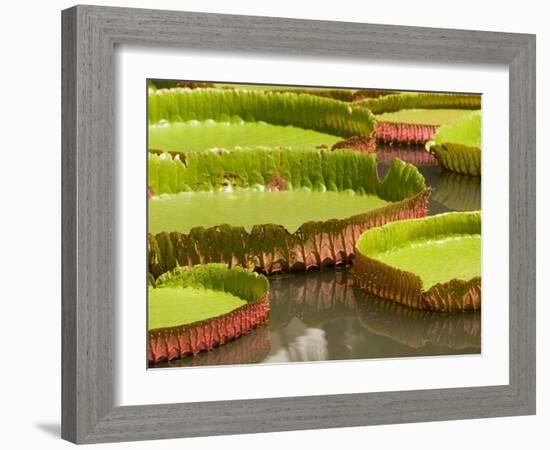 Amazon Water Lilies, Thailand-Gavriel Jecan-Framed Photographic Print