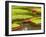 Amazon Water Lilies, Thailand-Gavriel Jecan-Framed Photographic Print