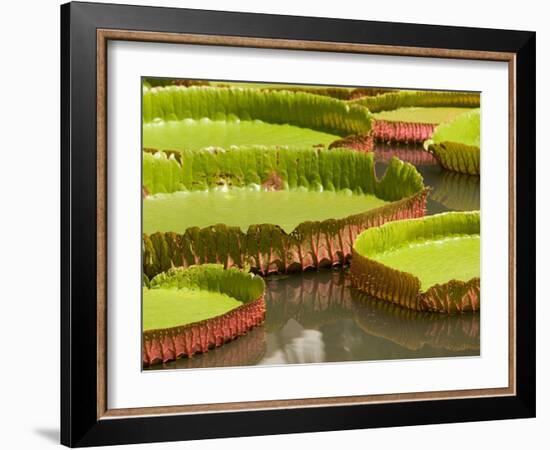 Amazon Water Lilies, Thailand-Gavriel Jecan-Framed Photographic Print