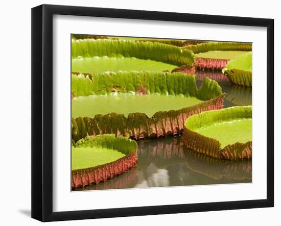 Amazon Water Lilies, Thailand-Gavriel Jecan-Framed Photographic Print