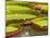 Amazon Water Lilies, Thailand-Gavriel Jecan-Mounted Photographic Print