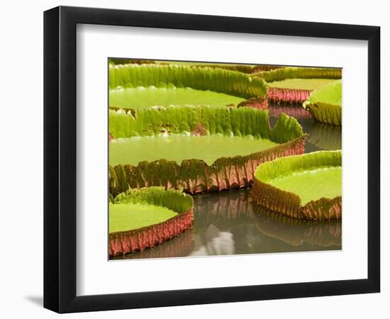 Amazon Water Lilies, Thailand-Gavriel Jecan-Framed Photographic Print