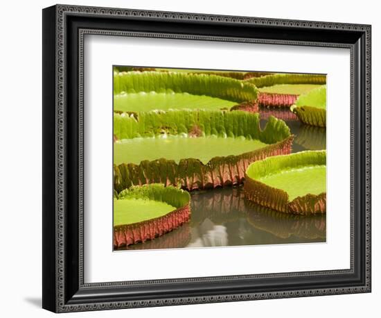 Amazon Water Lilies, Thailand-Gavriel Jecan-Framed Photographic Print