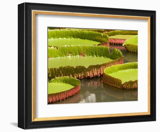 Amazon Water Lilies, Thailand-Gavriel Jecan-Framed Photographic Print