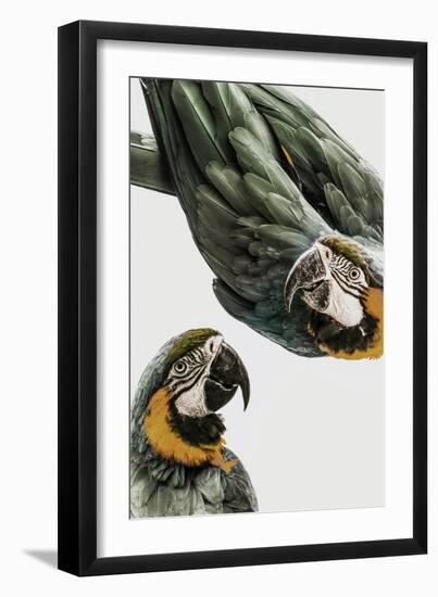 Amazonia-Shot by Clint-Framed Giclee Print