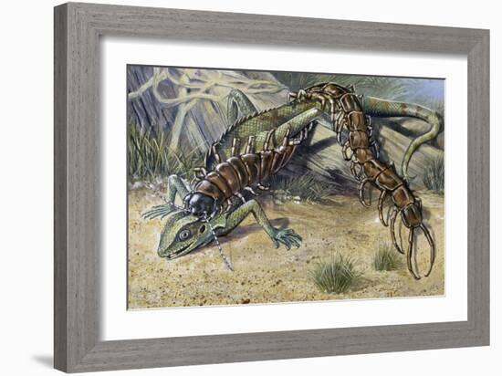 Amazonian Giant Centipede (Scolopendra Gigantea), Scolopendridae-null-Framed Giclee Print