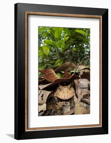 Amazonian Horned Frog camouflaged, Amazonia, Peru-Alex Hyde-Framed Photographic Print