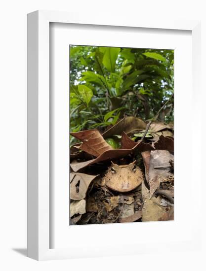 Amazonian Horned Frog camouflaged, Amazonia, Peru-Alex Hyde-Framed Photographic Print