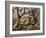 Amazonian Snail-Eater (Dipsas Indica), Colubridae-null-Framed Giclee Print