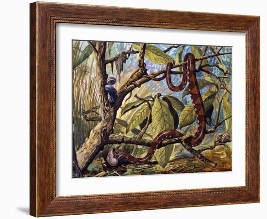 Amazonian Snail-Eater (Dipsas Indica), Colubridae-null-Framed Giclee Print