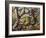 Amazonian Snail-Eater (Dipsas Indica), Colubridae-null-Framed Giclee Print