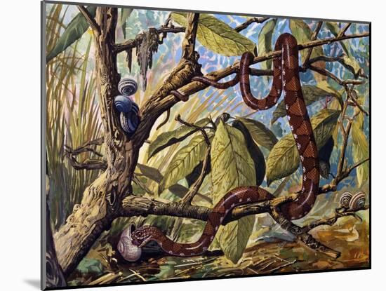 Amazonian Snail-Eater (Dipsas Indica), Colubridae-null-Mounted Giclee Print