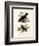 Amazonian Umbrellabird, 1864-null-Framed Giclee Print