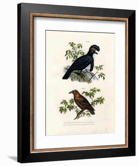 Amazonian Umbrellabird, 1864-null-Framed Giclee Print