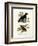 Amazonian Umbrellabird, 1864-null-Framed Giclee Print