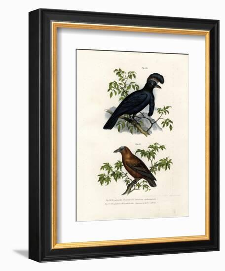 Amazonian Umbrellabird, 1864-null-Framed Giclee Print