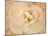 Amber Begonia Flower-Cora Niele-Mounted Photographic Print