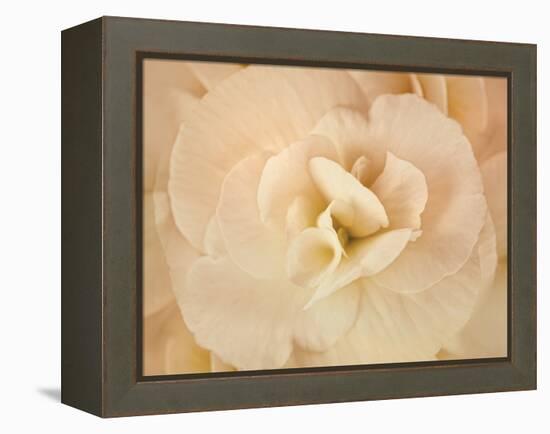 Amber Begonia Flower-Cora Niele-Framed Premier Image Canvas