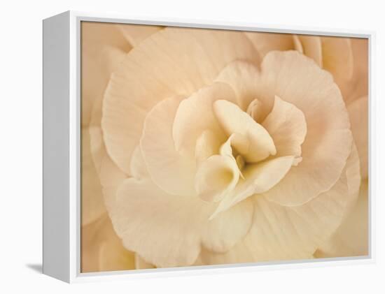 Amber Begonia Flower-Cora Niele-Framed Premier Image Canvas