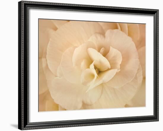 Amber Begonia Flower-Cora Niele-Framed Photographic Print