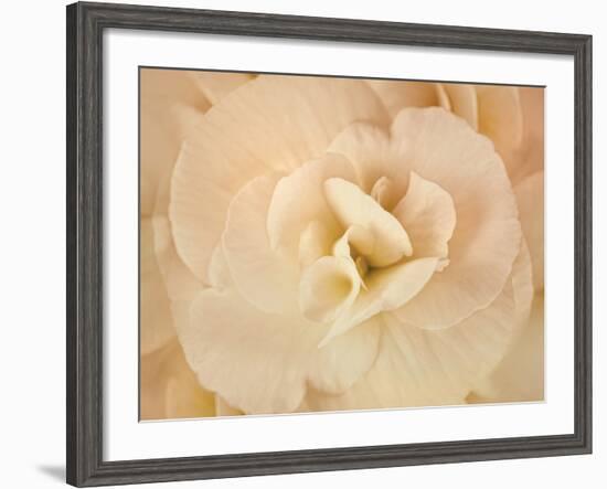 Amber Begonia Flower-Cora Niele-Framed Photographic Print