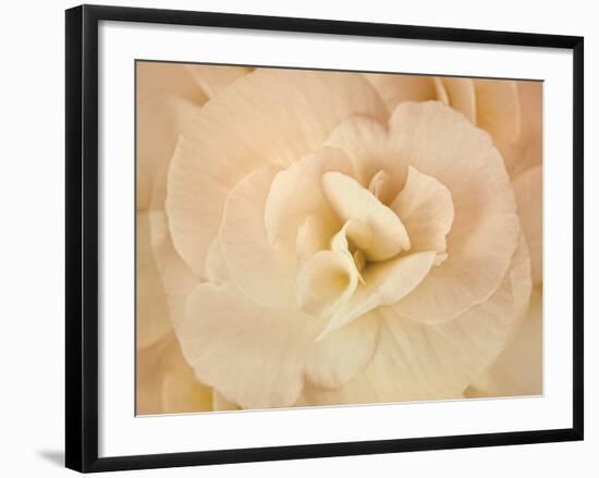 Amber Begonia Flower-Cora Niele-Framed Photographic Print