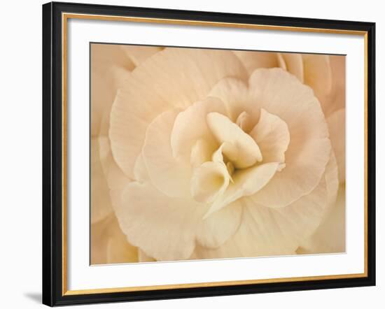 Amber Begonia Flower-Cora Niele-Framed Photographic Print