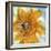 Amber Gold II-Chris Paschke-Framed Art Print