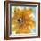 Amber Gold II-Chris Paschke-Framed Art Print