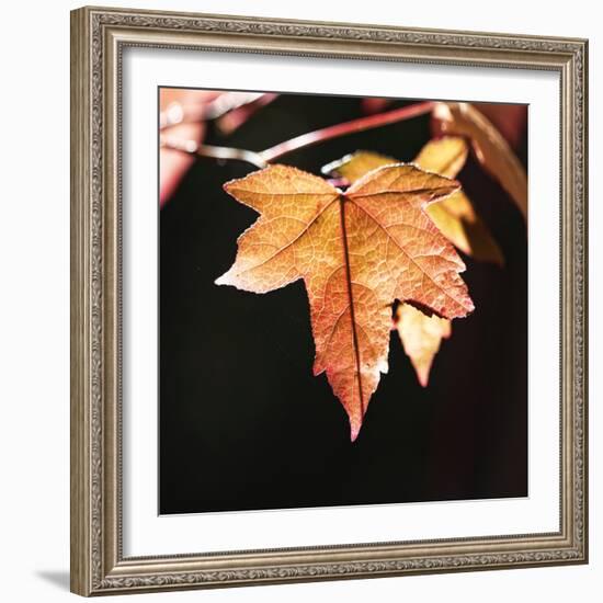 Amber Leaves III-Rita Crane-Framed Photographic Print