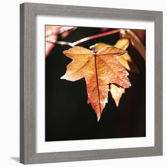 Amber Leaves III-Rita Crane-Framed Photographic Print