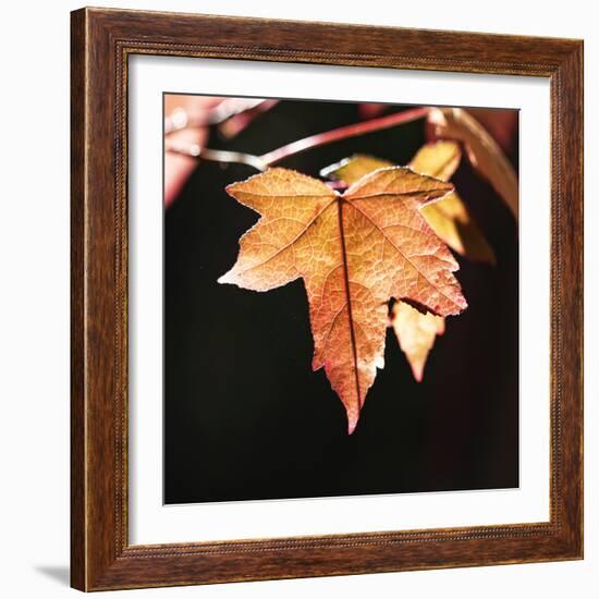 Amber Leaves III-Rita Crane-Framed Photographic Print