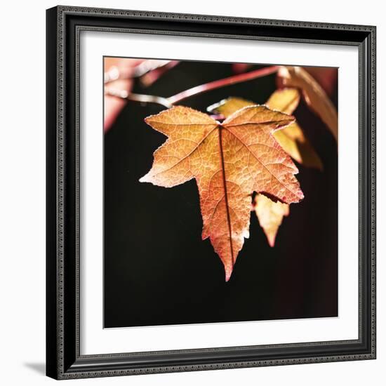 Amber Leaves III-Rita Crane-Framed Photographic Print