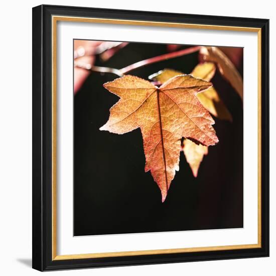 Amber Leaves III-Rita Crane-Framed Photographic Print