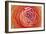 Amber Orange Persian Buttercup Flower-Cora Niele-Framed Giclee Print