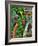 Amberline-Jim Crotty-Framed Photographic Print