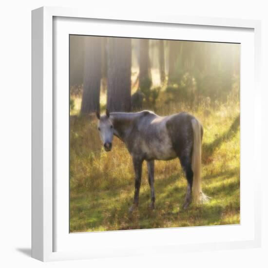Ambient Grace-Amanda Smith-Framed Photographic Print