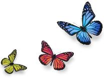 Green Pink And Blue Butterflies Isolated On White With Soft Shadow Beneath Each-Ambient Ideas-Photographic Print