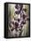 Ambient Iris 1-Brent Heighton-Framed Stretched Canvas