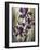 Ambient Iris 1-Brent Heighton-Framed Art Print