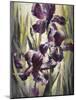 Ambient Iris 1-Brent Heighton-Mounted Art Print