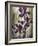 Ambient Iris 1-Brent Heighton-Framed Art Print